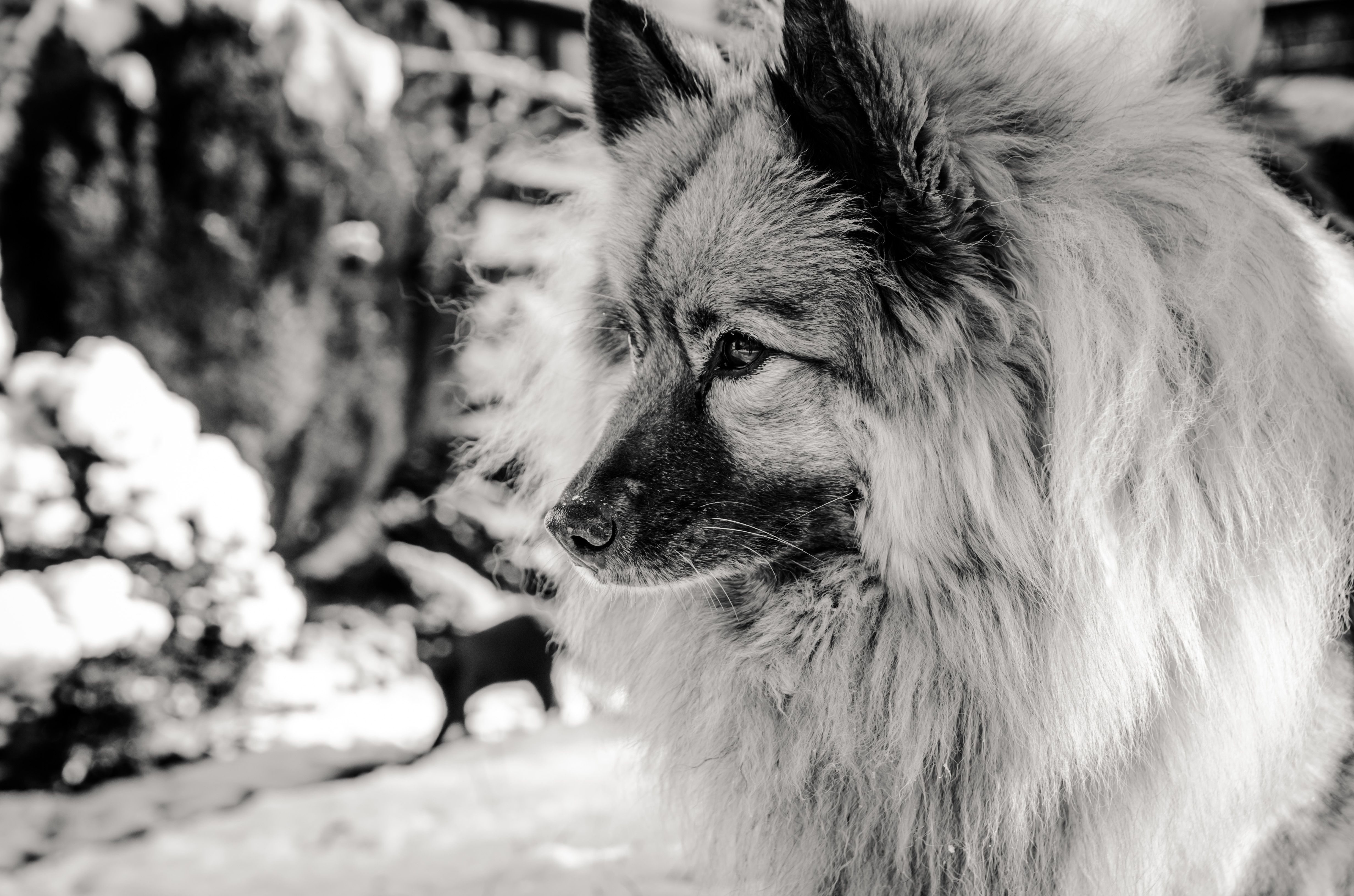 Keeshond - dog breed photo