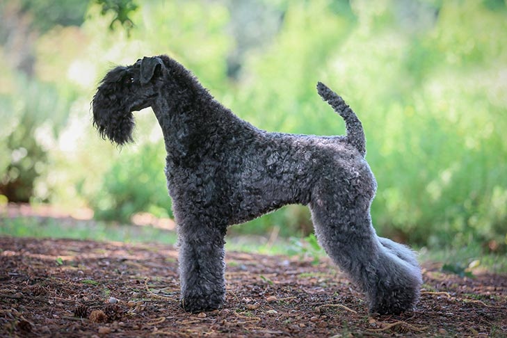 Kerry Blue Terrier - dog breed photo