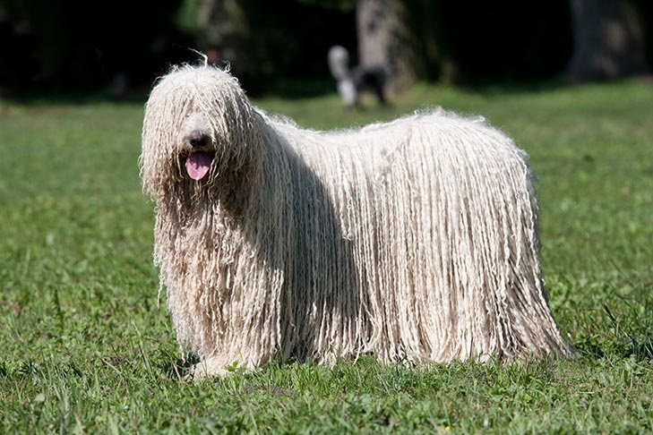 Komondor - dog breed photo