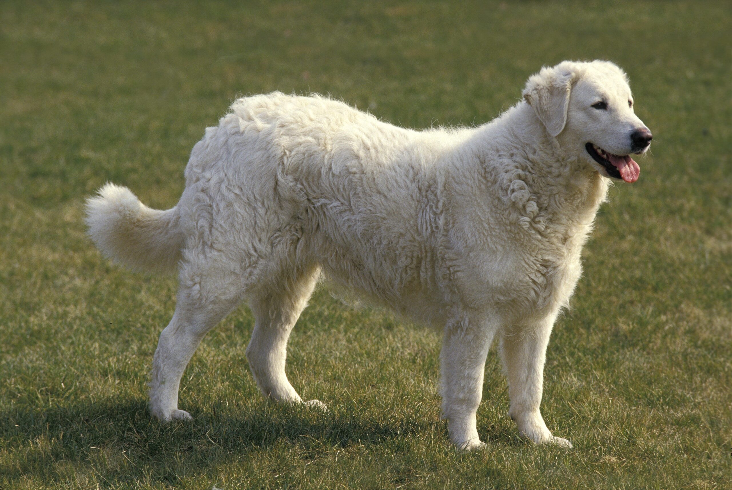 Kuvasz - dog breed photo