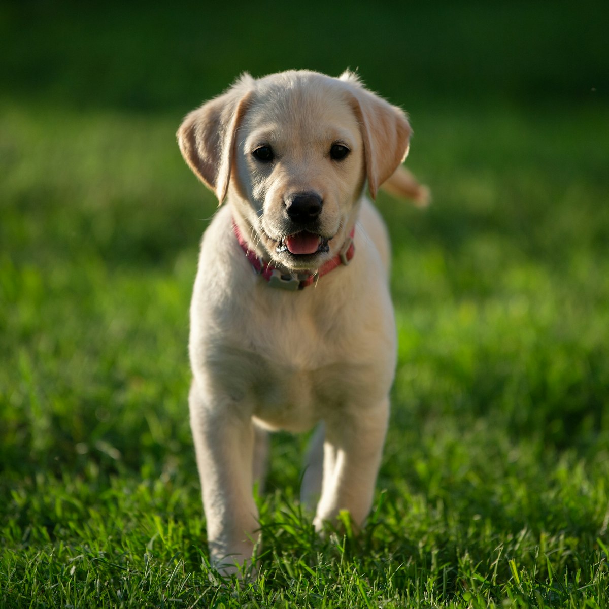 Labrador Retriever - dog breed photo