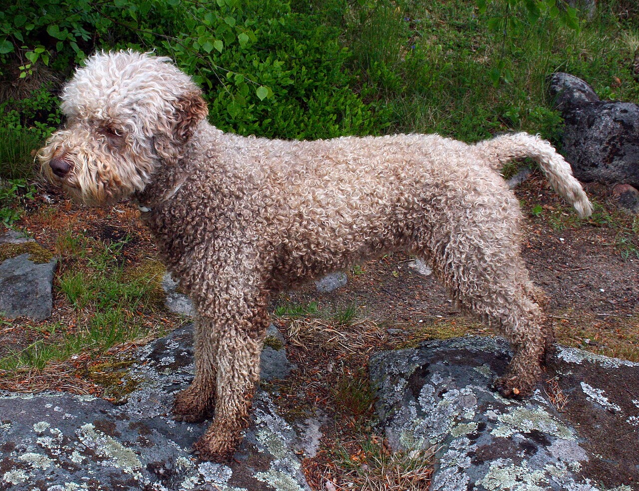 Lagotto Romagnolo - dog breed photo