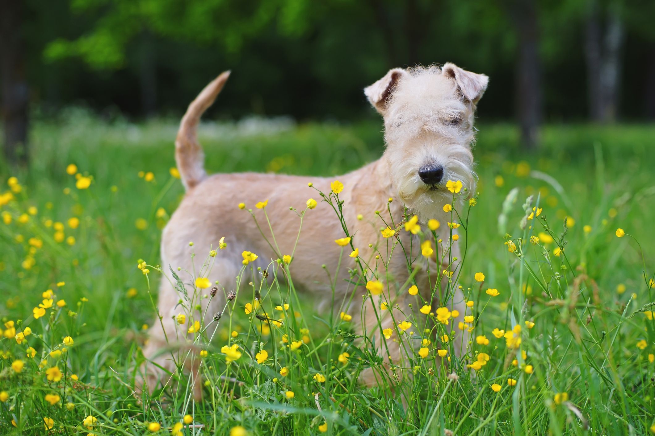 Lakeland Terrier - dog breed photo
