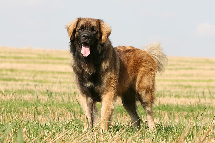 Leonberger - dog breed photo