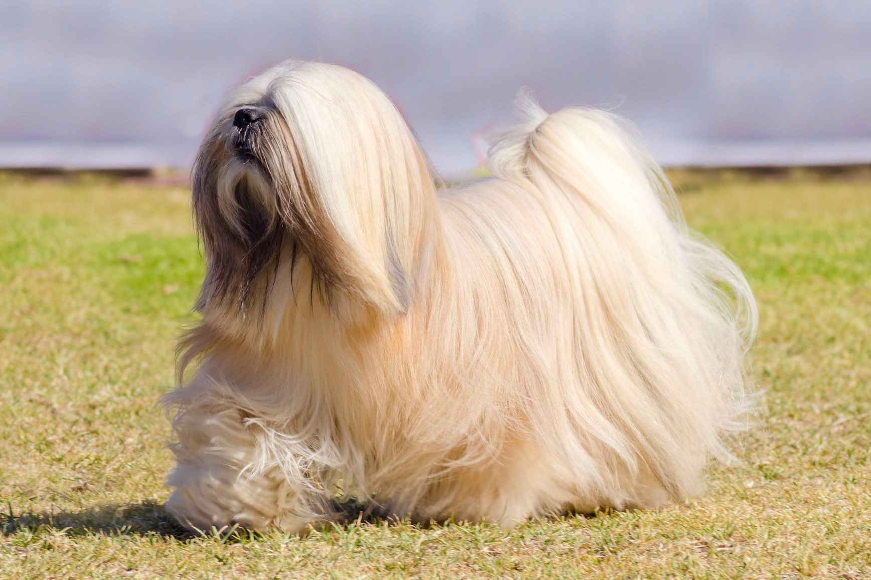 Lhasa Apso - dog breed photo