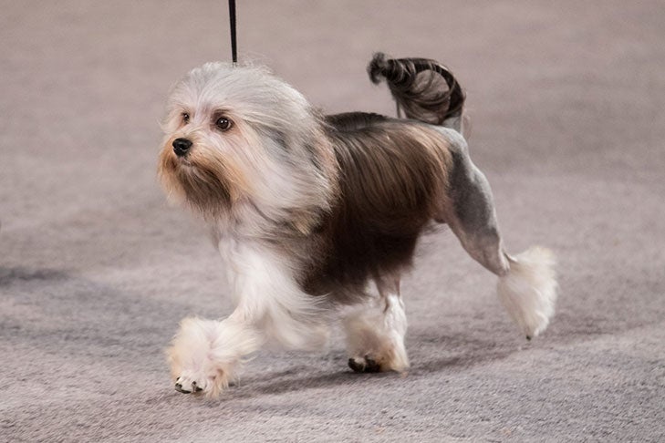 Lowchen - dog breed photo