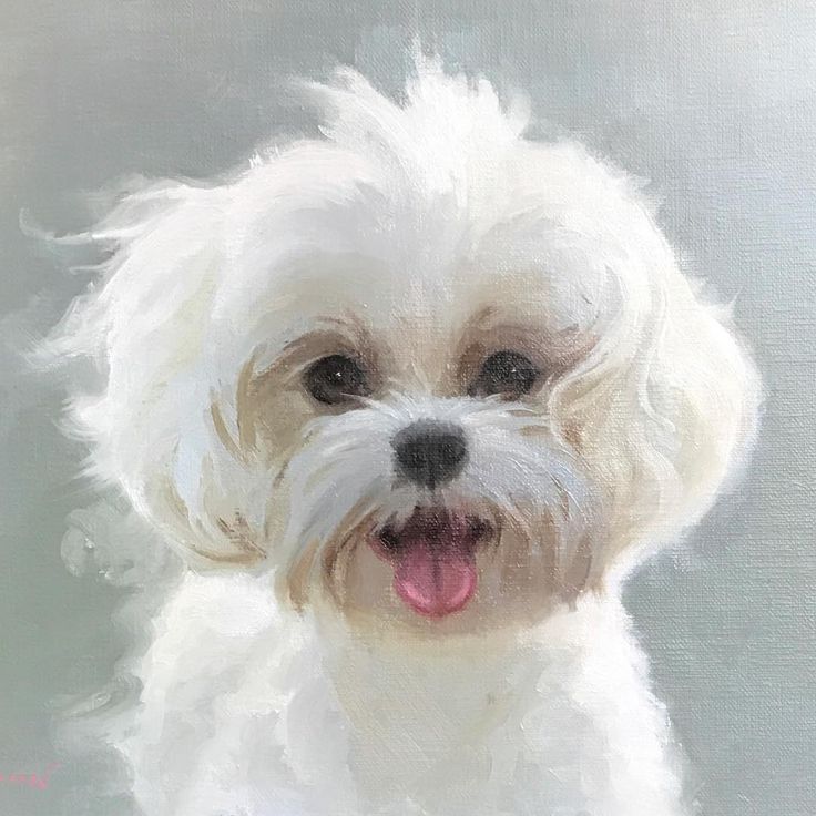 Maltese - dog breed photo