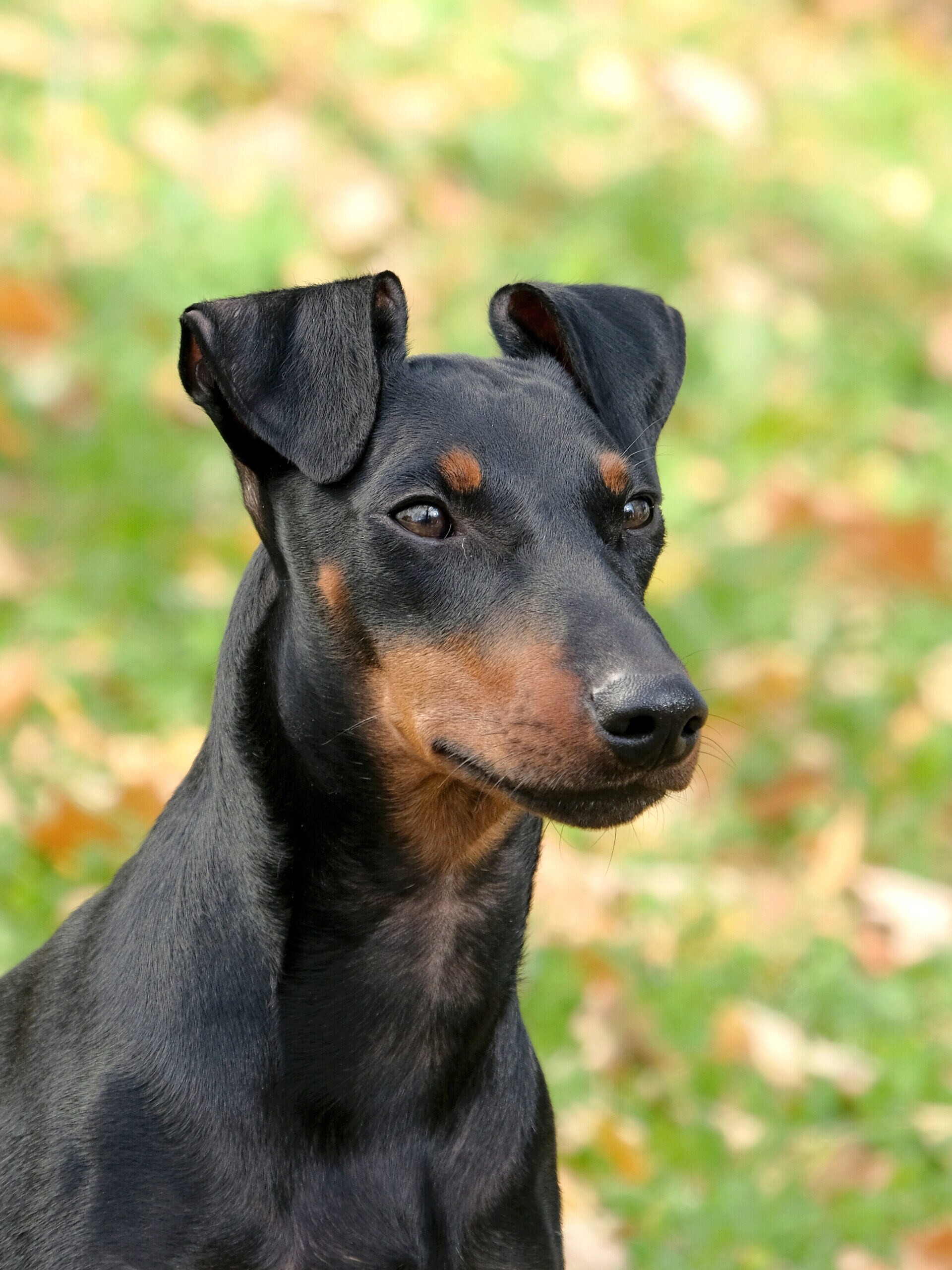 Manchester Terrier (Toy) - dog breed photo
