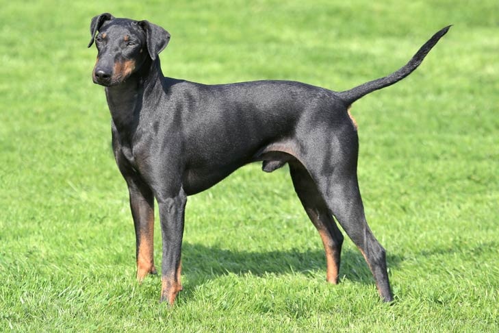 Manchester Terrier - dog breed photo