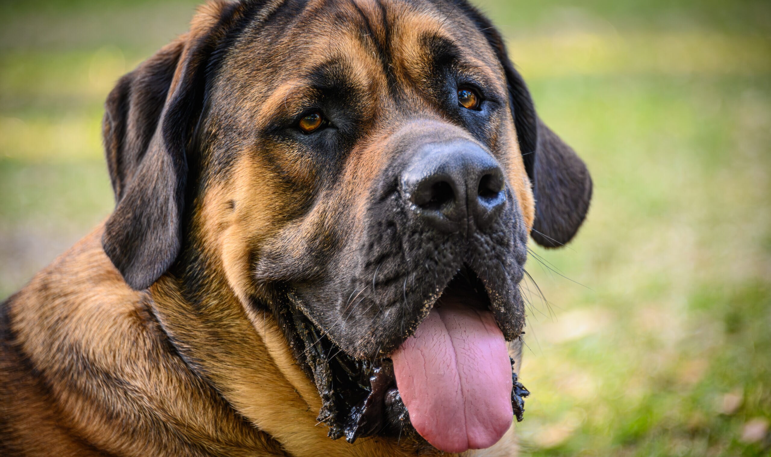 Mastiff - dog breed photo