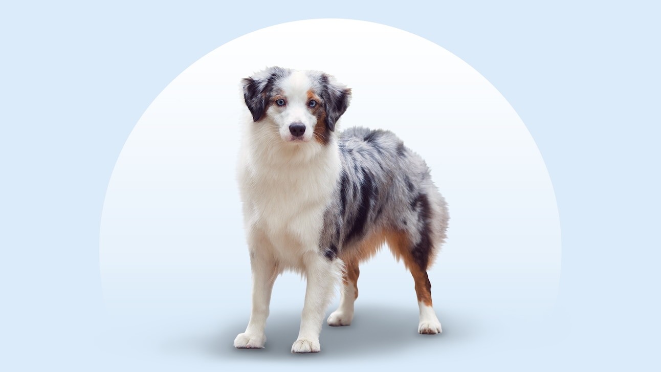 Miniature American Shepherd - dog breed photo