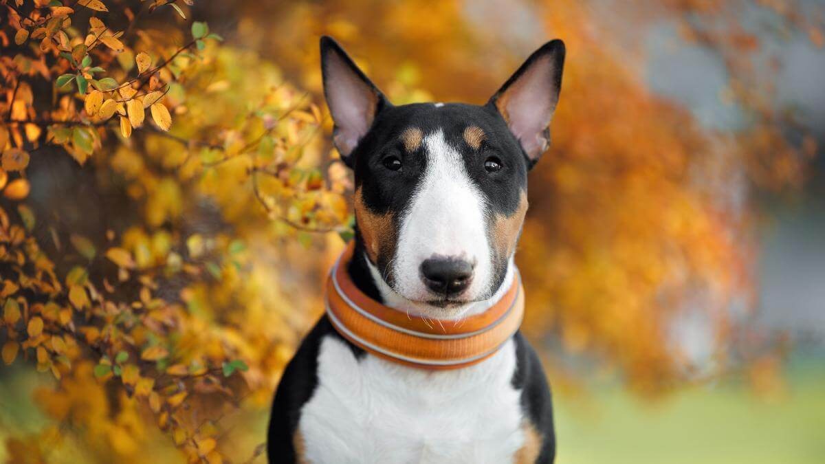 Miniature Bull Terrier - dog breed photo