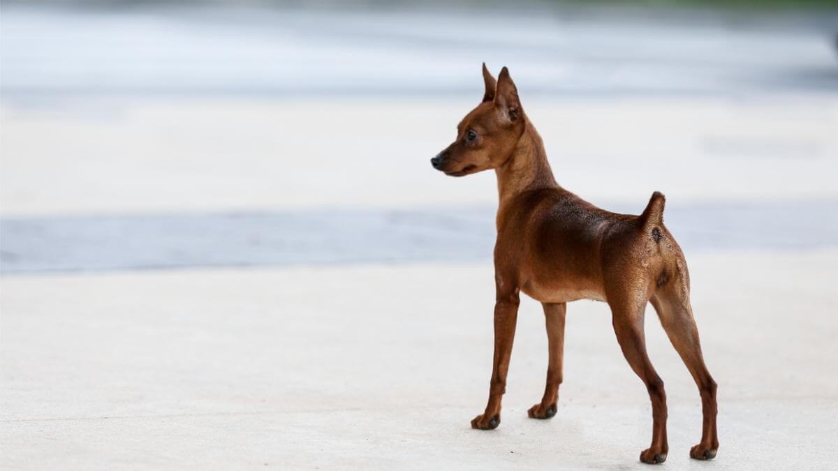 Miniature Pinscher - dog breed photo