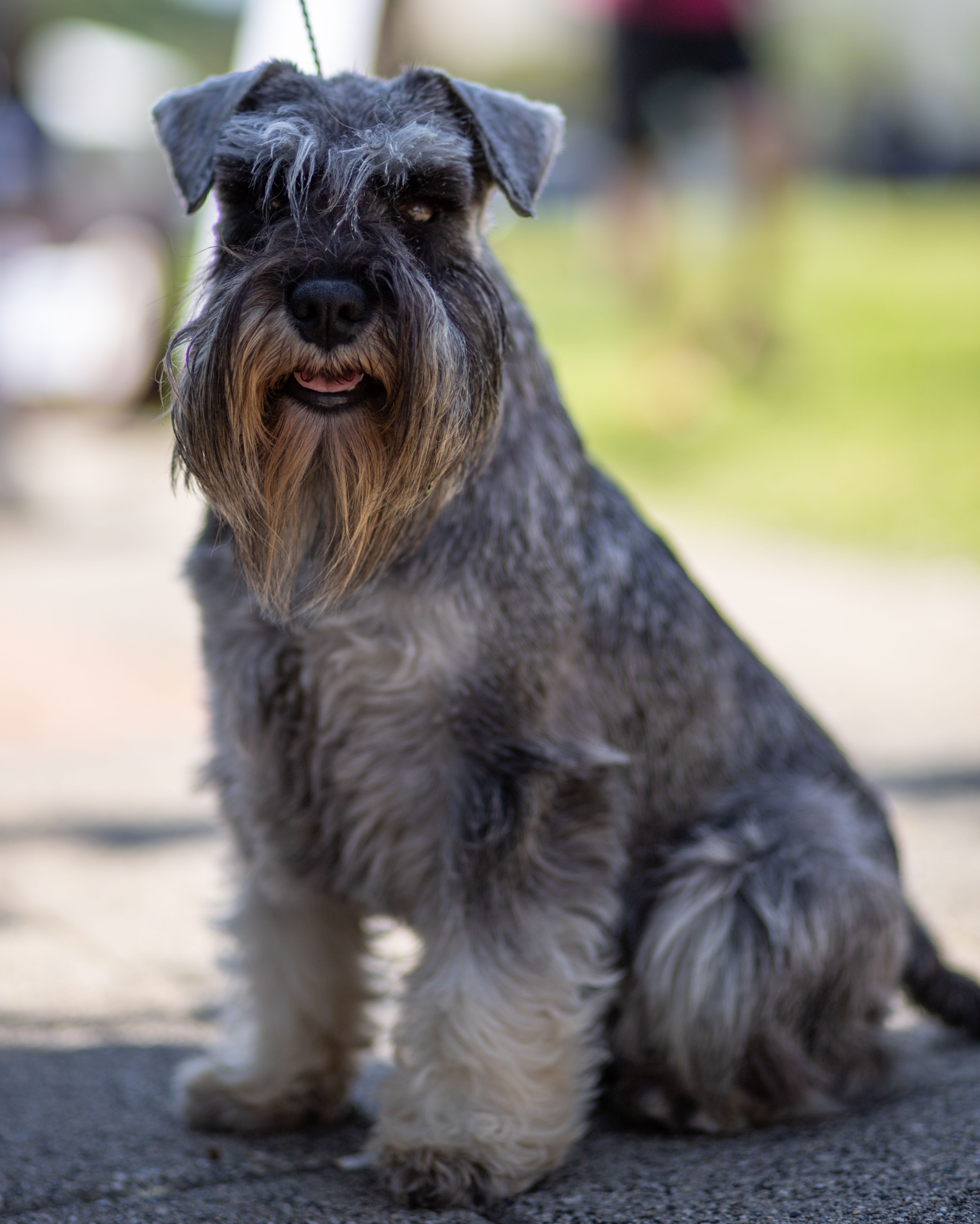 Miniature Schnauzer - dog breed photo