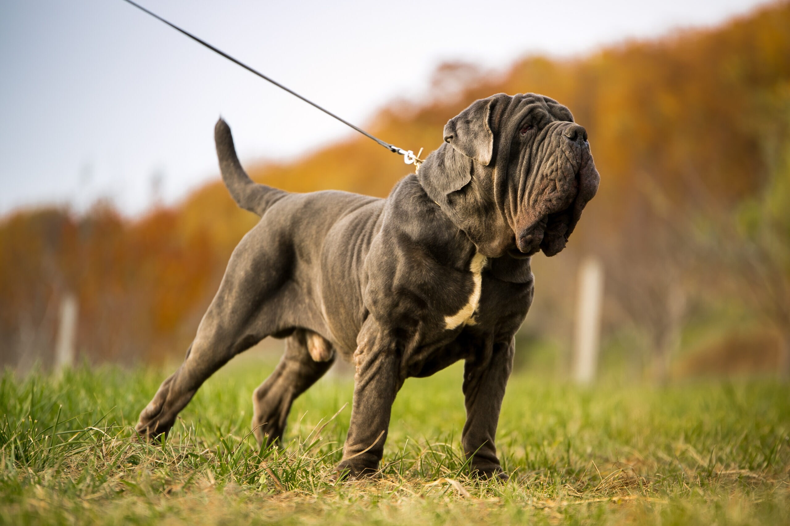 Neapolitan Mastiff - dog breed photo