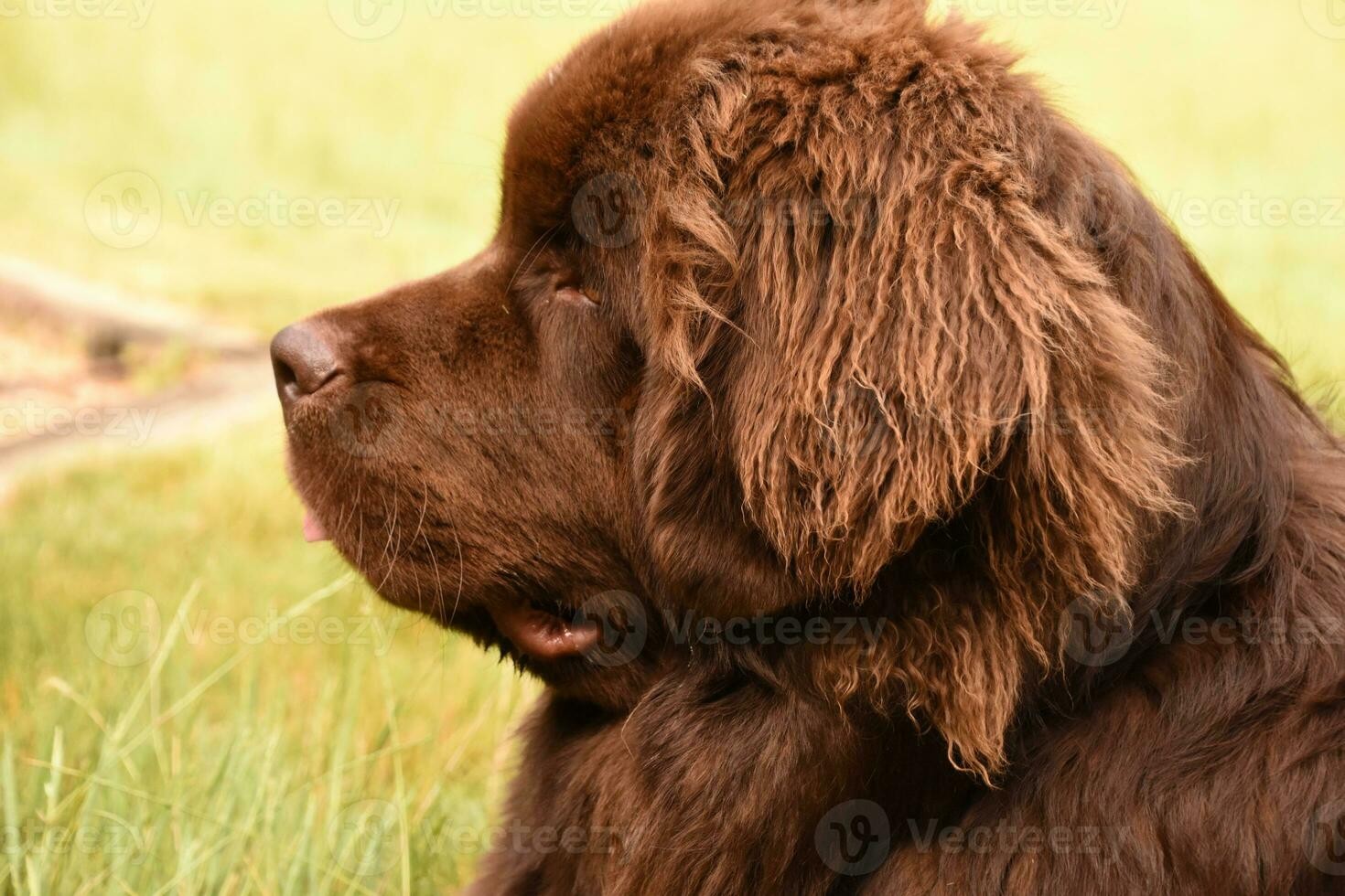 Newfoundland - dog breed photo