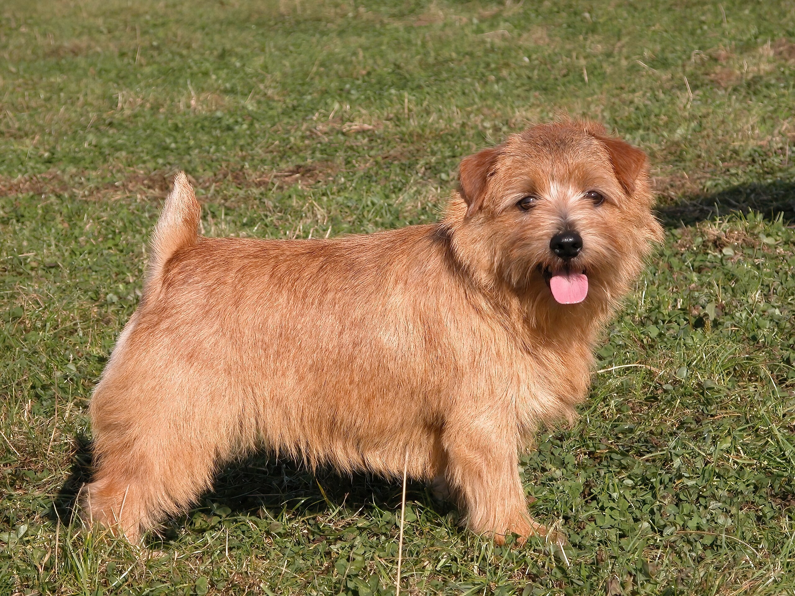 Norfolk Terrier - dog breed photo