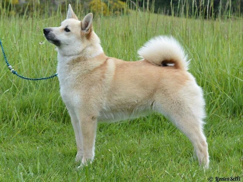 Norwegian Buhund - dog breed photo