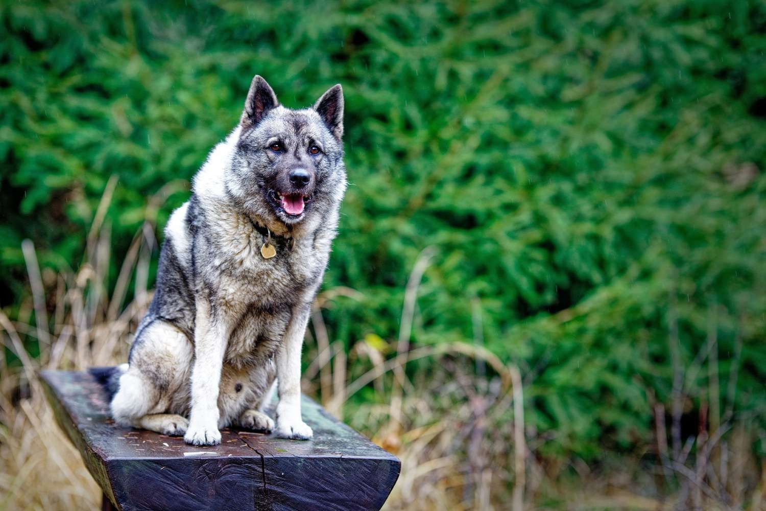 Norwegian Elkhound - dog breed photo