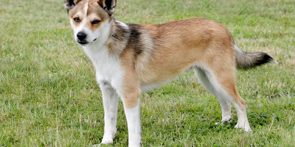 Norwegian Lundehund - dog breed photo