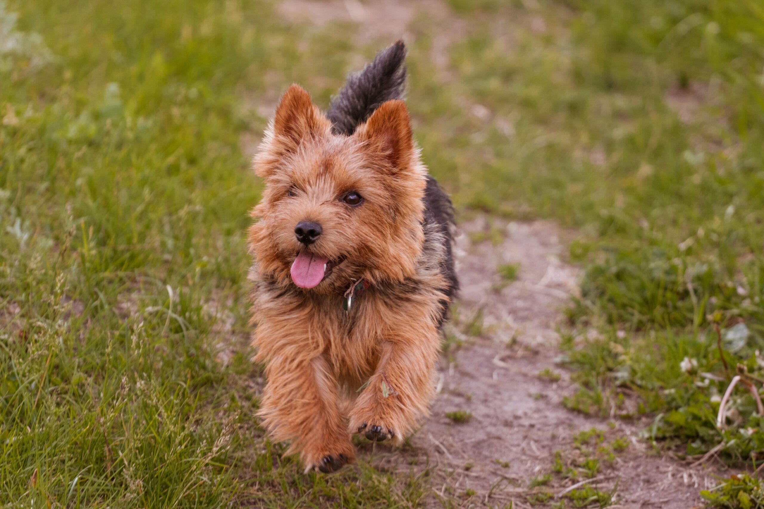 Norwich Terrier - dog breed photo