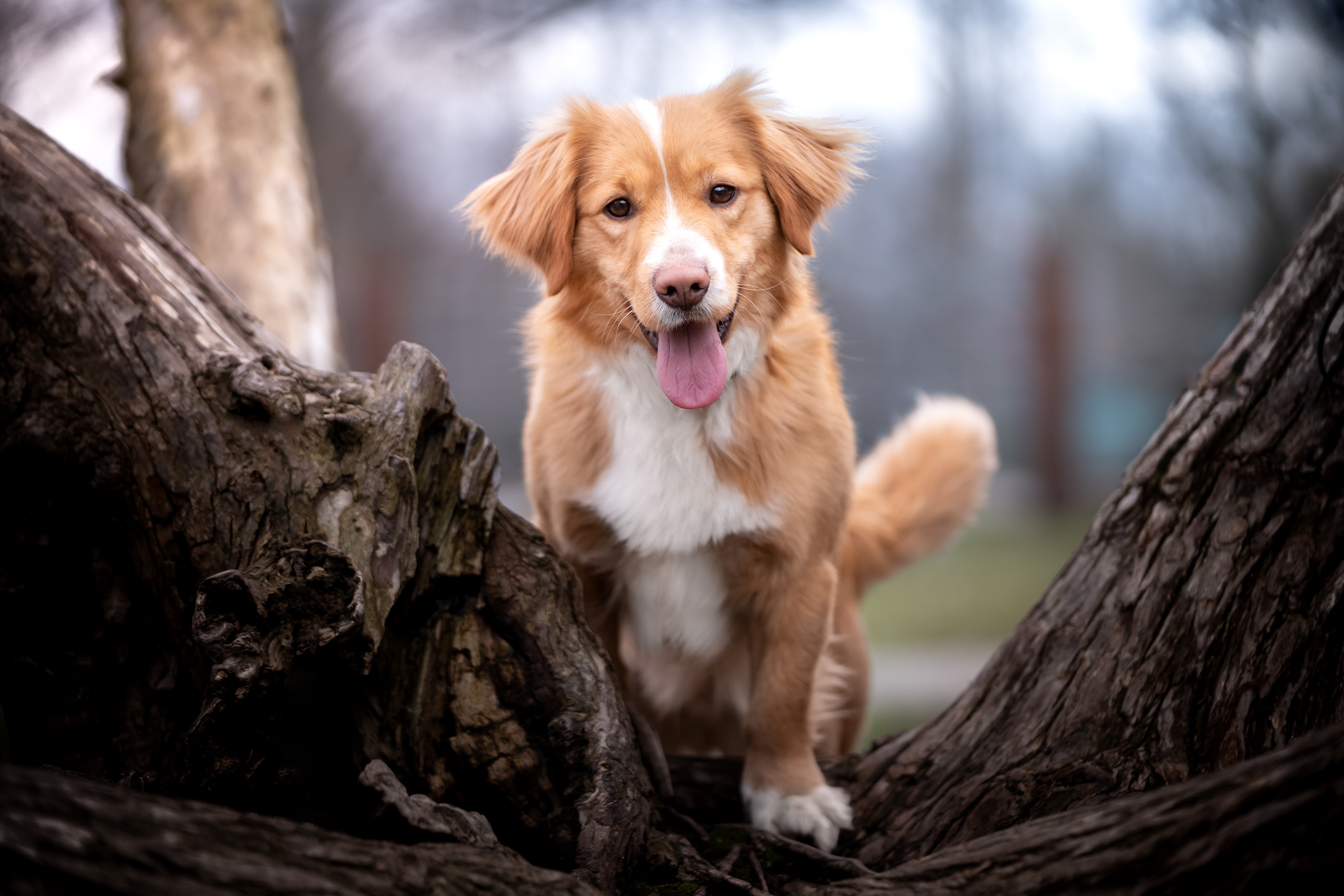 Nova Scotia Duck Tolling Retriever - dog breed photo