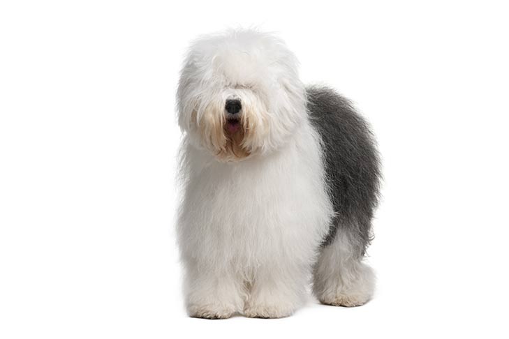 Old English Sheepdog - dog breed photo