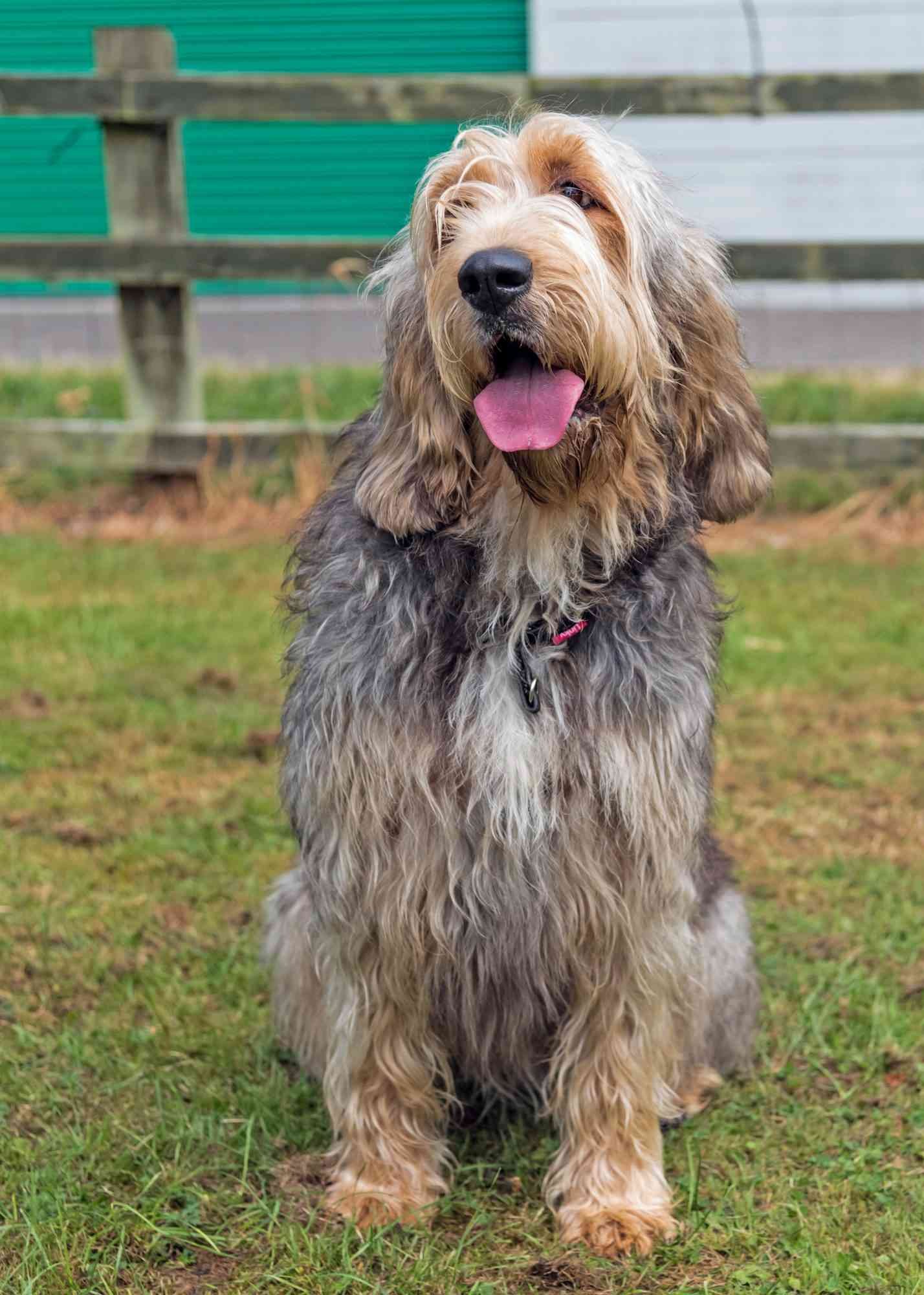 Otterhound - dog breed photo