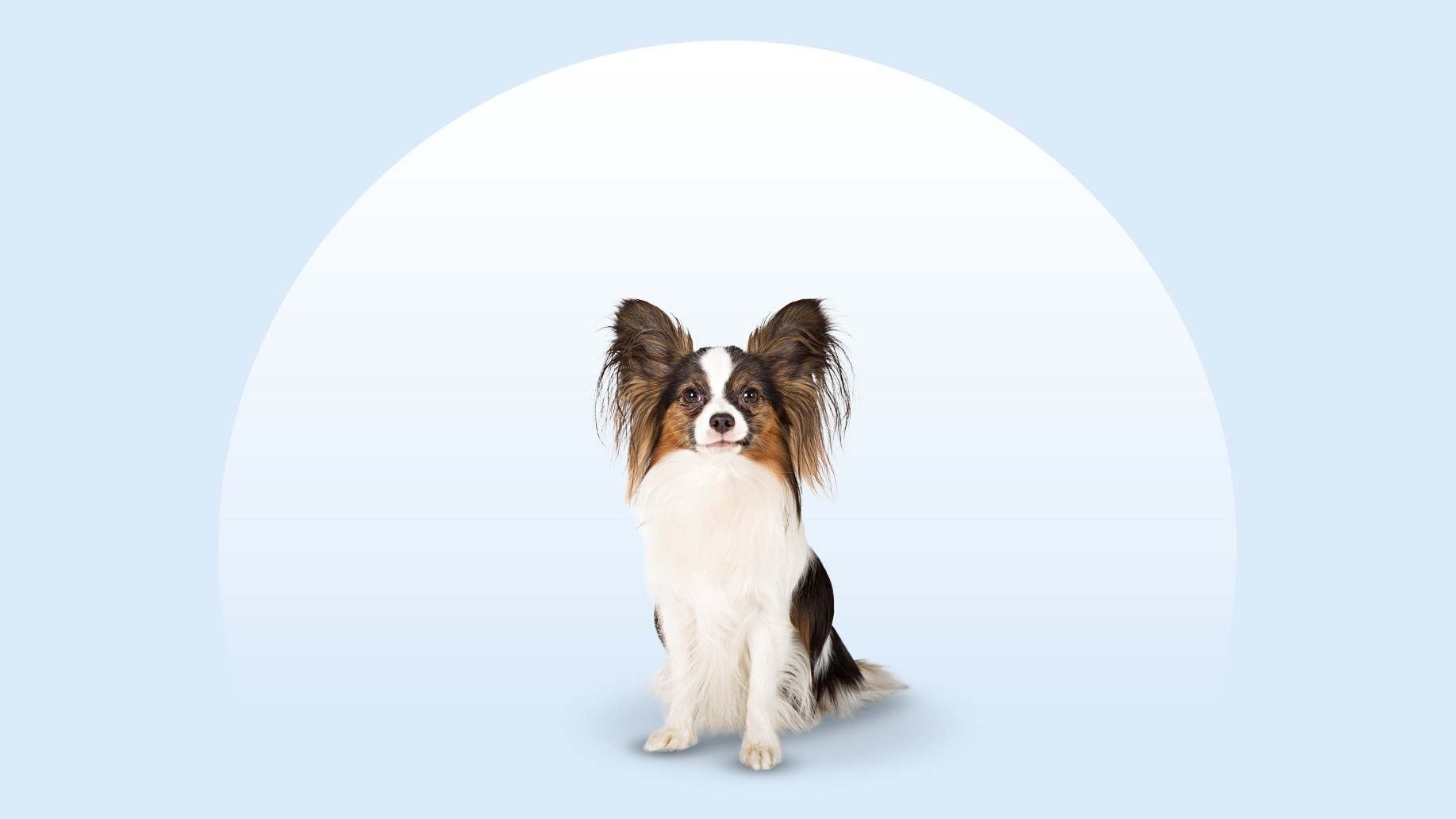 Papillon - dog breed photo