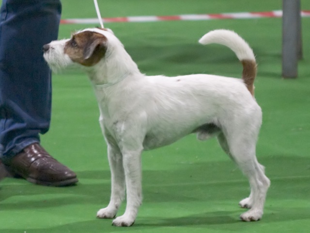 Parson Russell Terrier - dog breed photo
