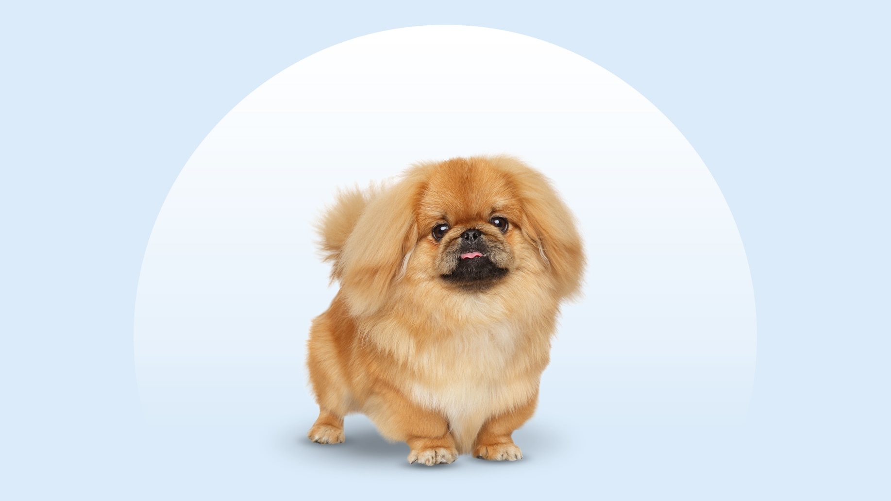 Pekingese - dog breed photo