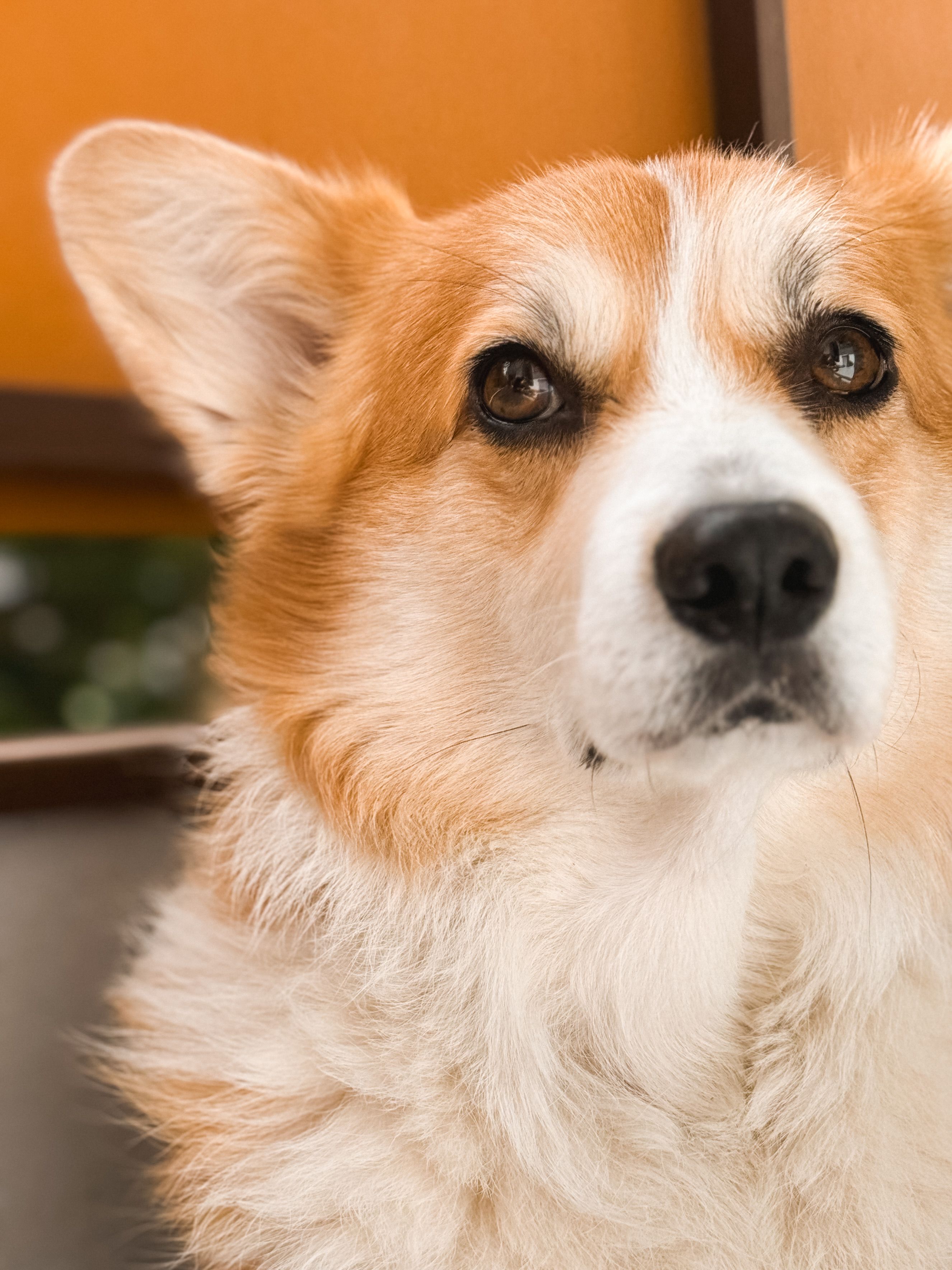 Pembroke Welsh Corgi - dog breed photo