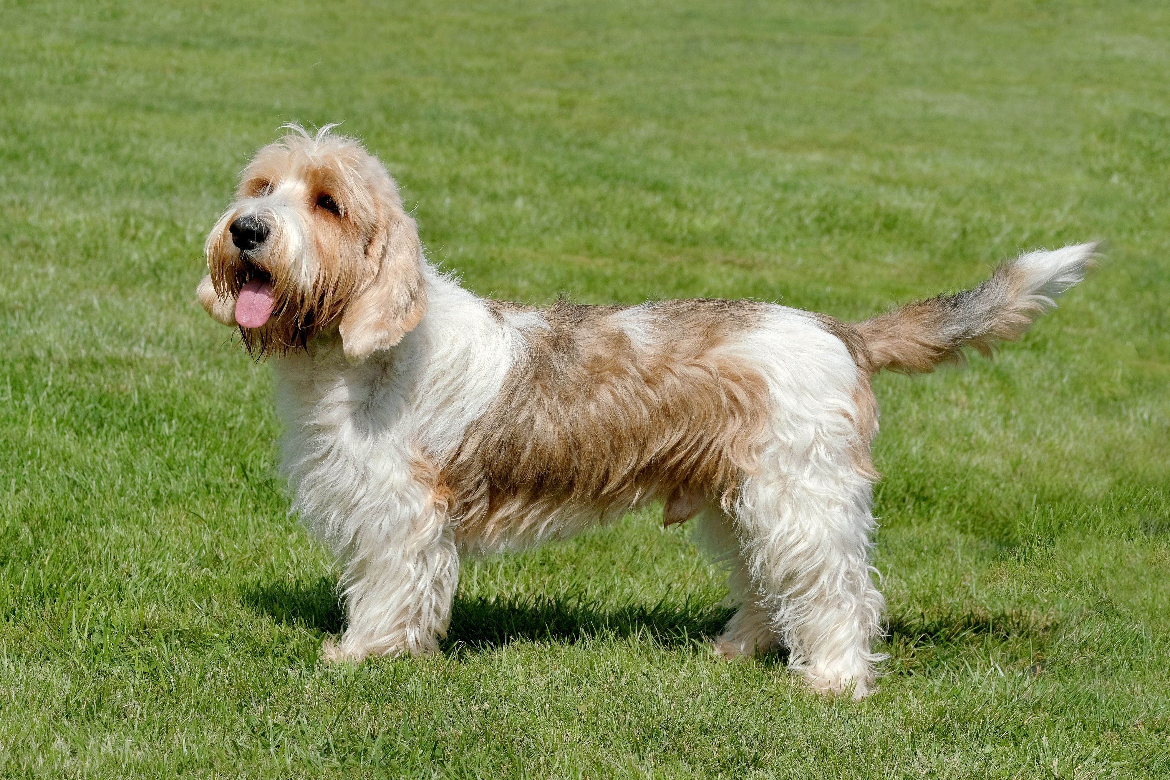 Petit Basset Griffon Vendéen - dog breed photo