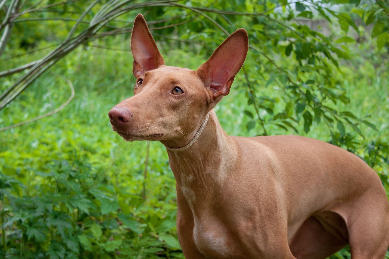 Pharaoh Hound - dog breed photo