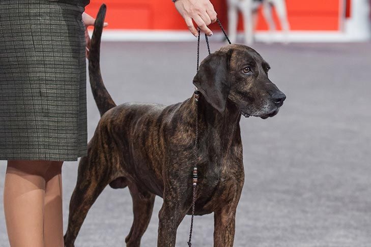 Plott Hound - dog breed photo