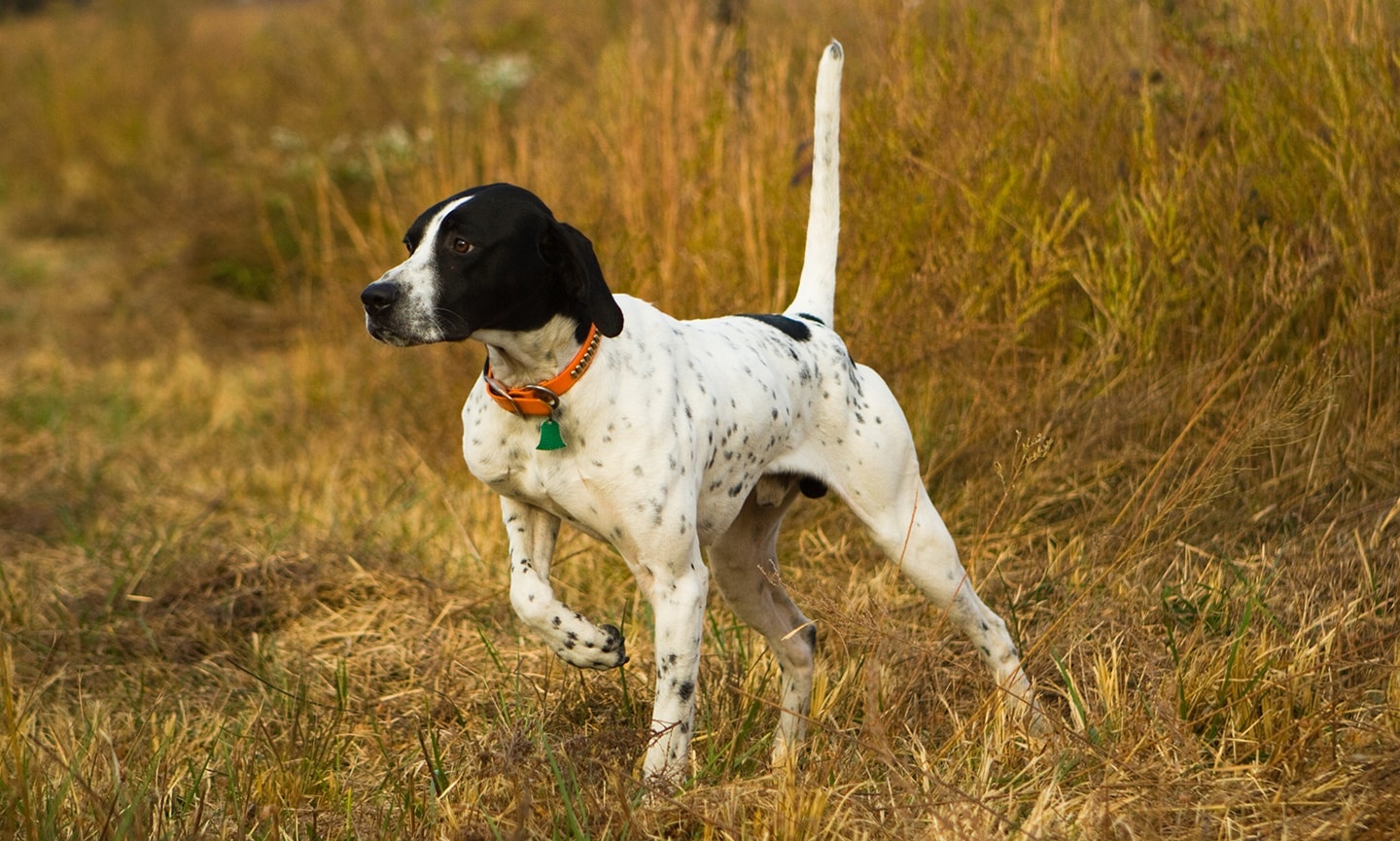 Pointer - dog breed photo