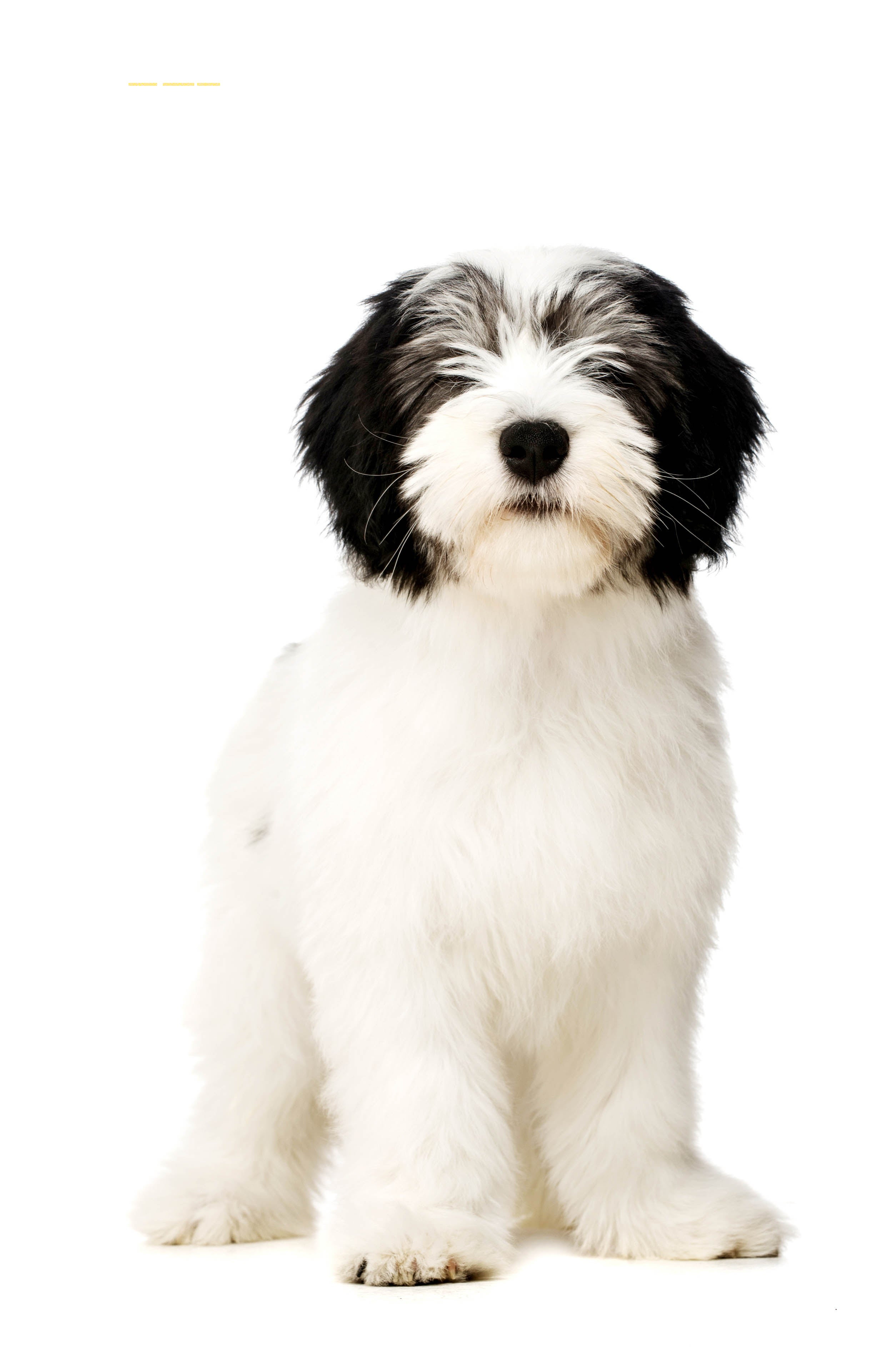 Polish Lowland Sheepdog - dog breed photo
