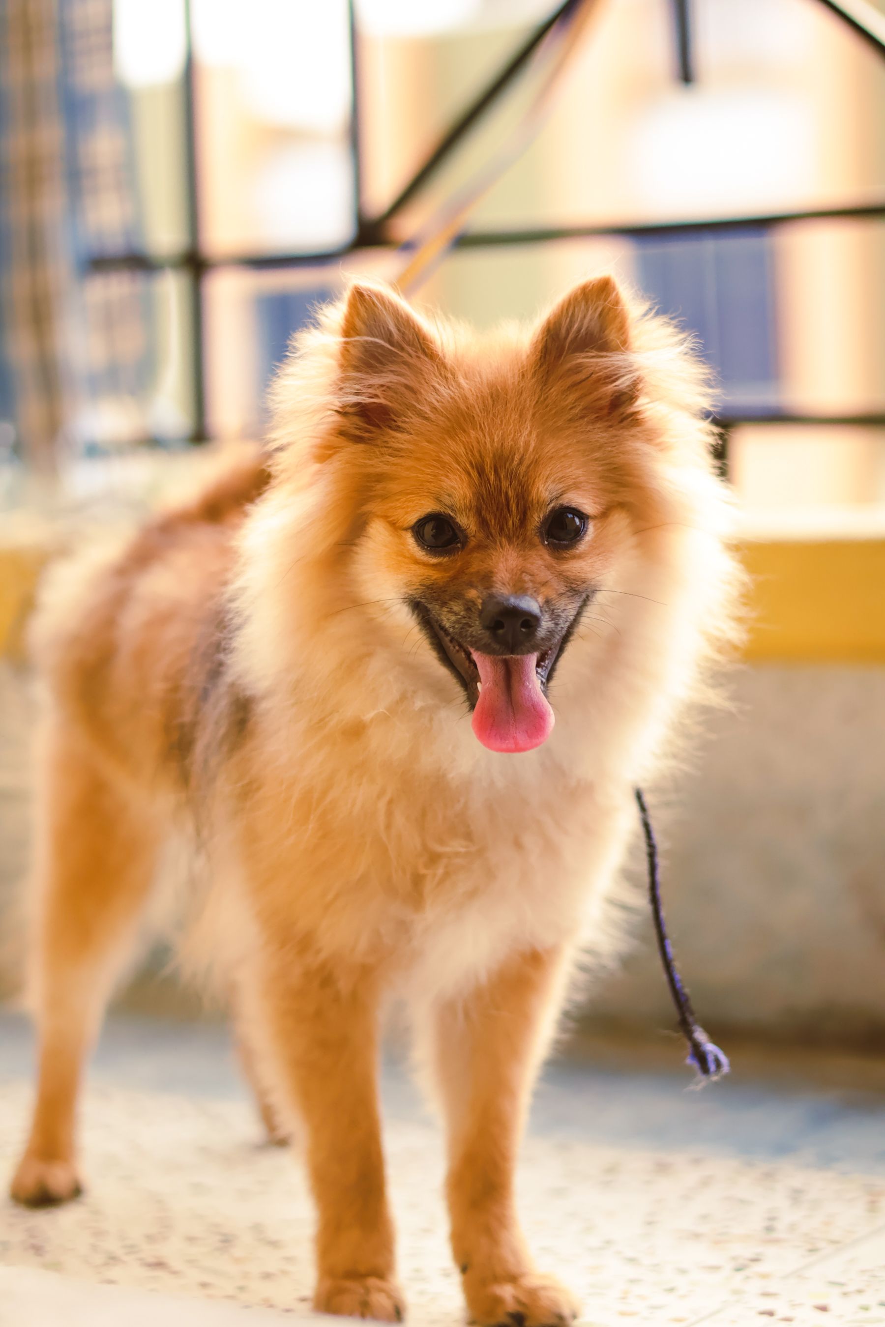 Pomeranian - dog breed photo