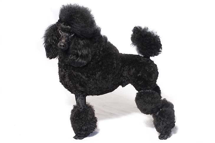 Poodle (Miniature) - dog breed photo