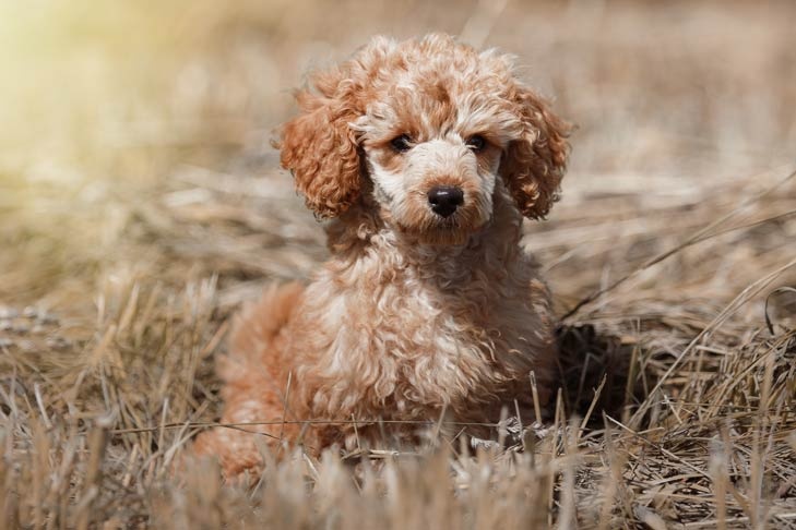 Poodle (Toy) - dog breed photo