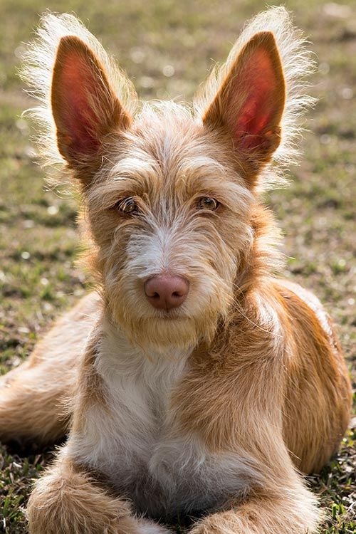 Portuguese Podengo Pequeno - dog breed photo