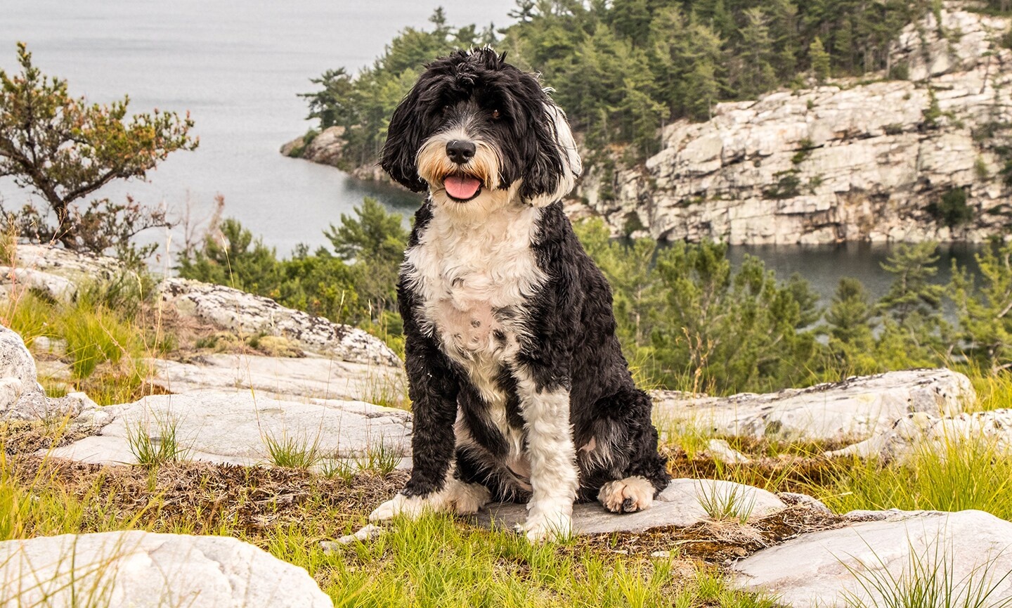 Portuguese Water Dog - dog breed photo