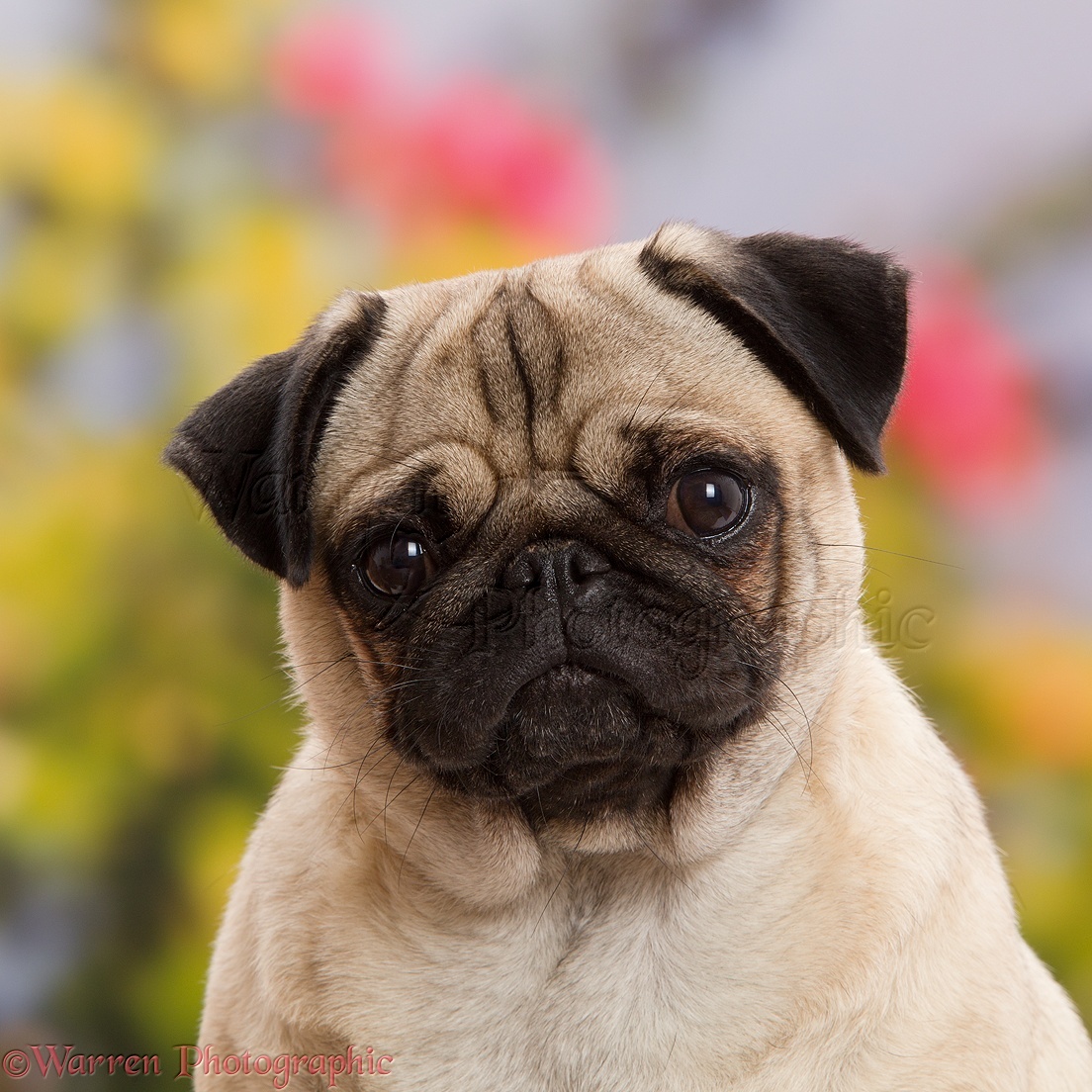 Pug - dog breed photo