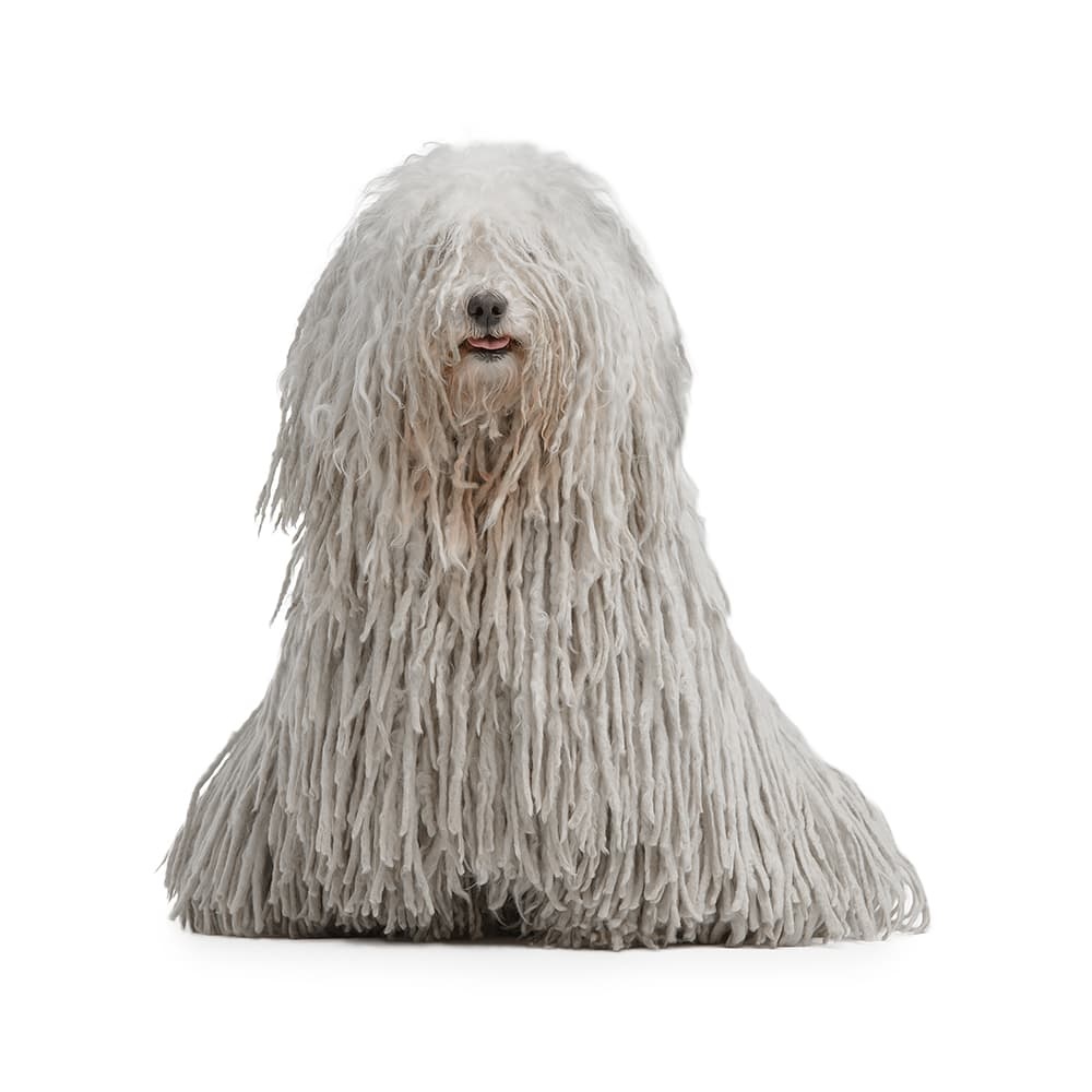 Puli - dog breed photo