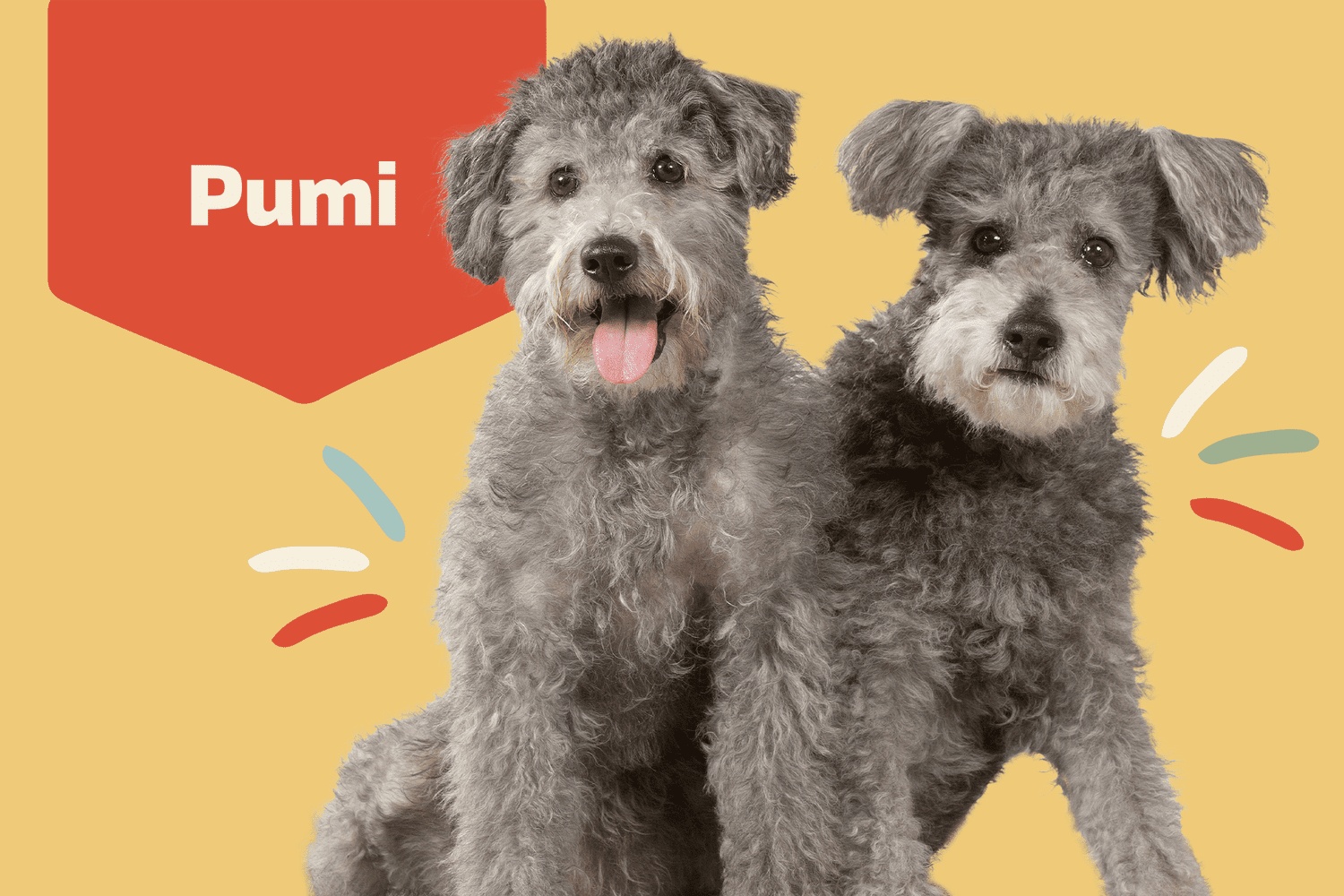 Pumi - dog breed photo