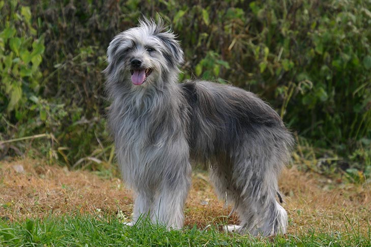 Pyrenean Shepherd - dog breed photo