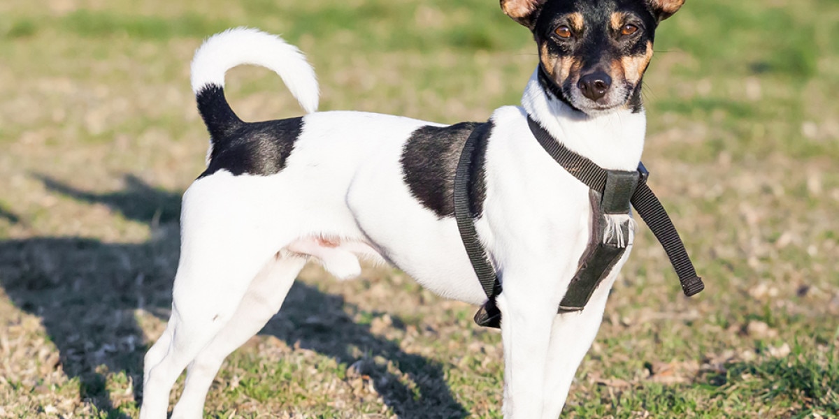 Rat Terrier - dog breed photo