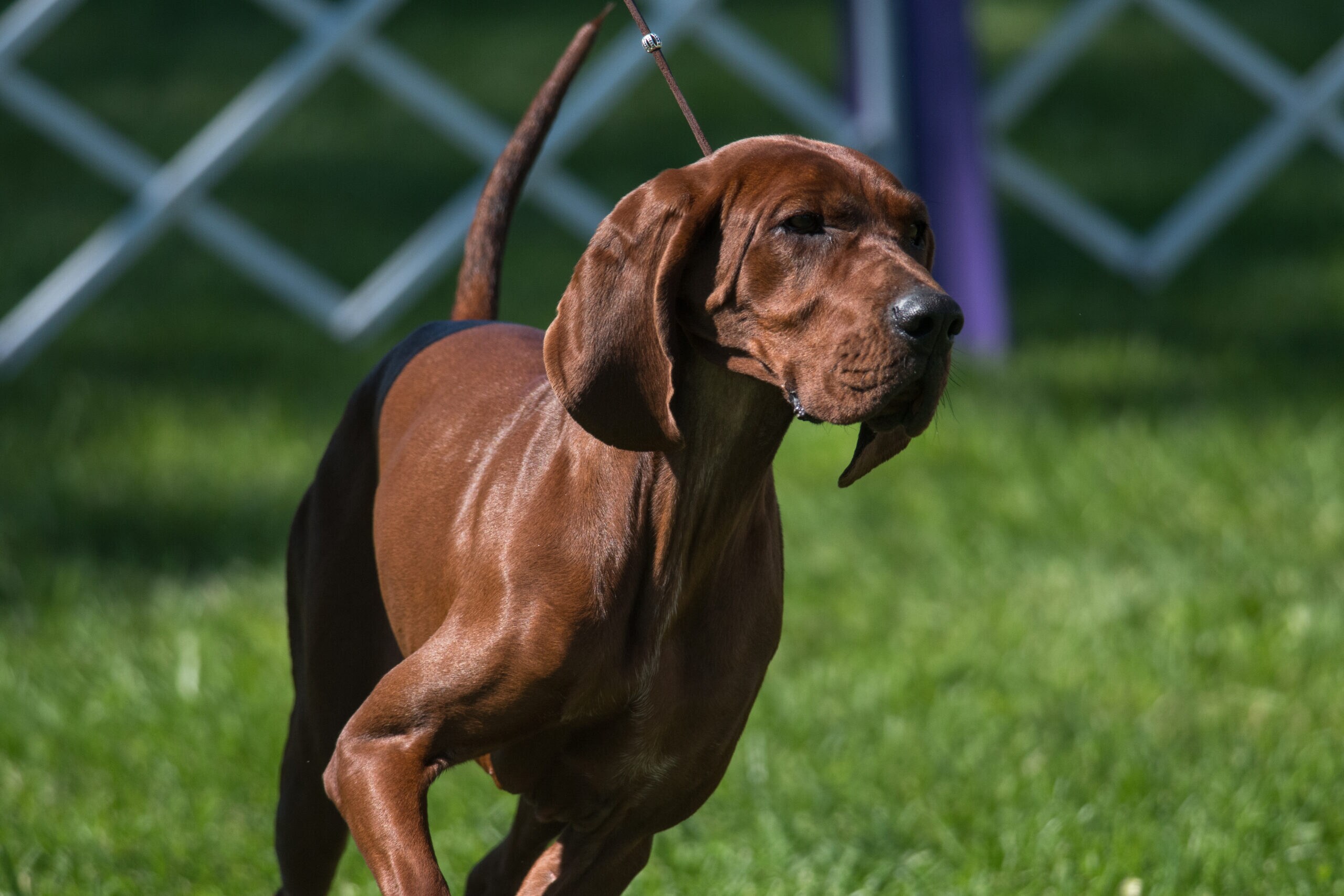 Redbone Coonhound - dog breed photo