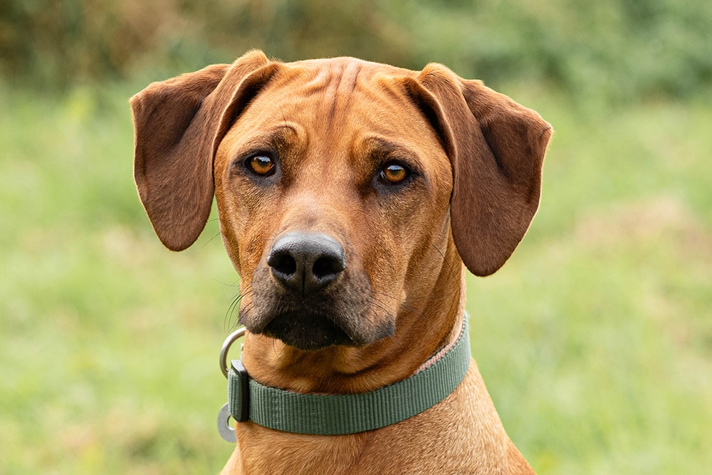 Rhodesian Ridgeback - dog breed photo