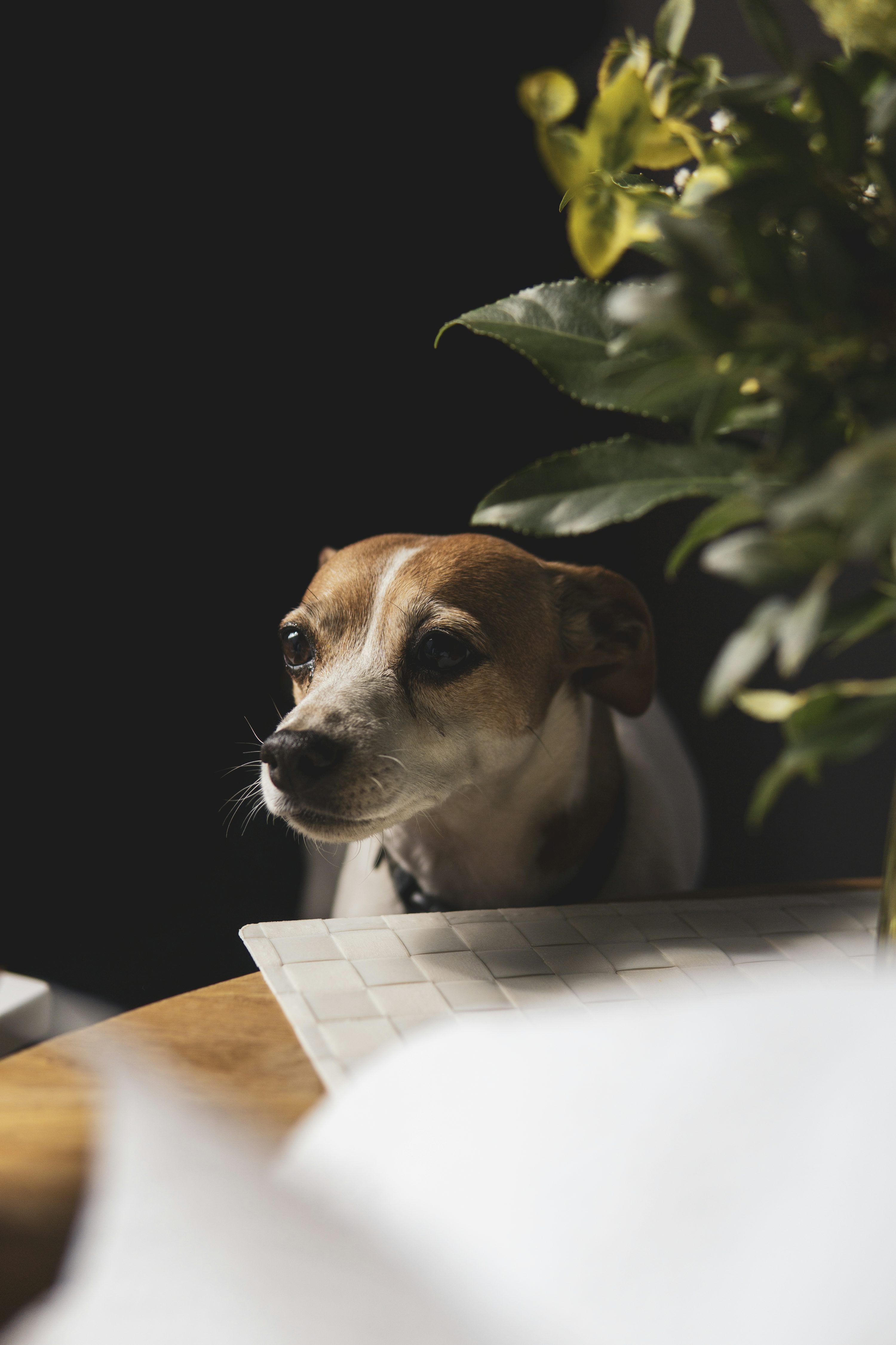 Russell Terrier - dog breed photo
